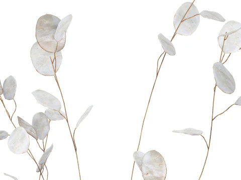 Dried Flowers From Branches Lunnik Lunaria in a vase 529 3D Model