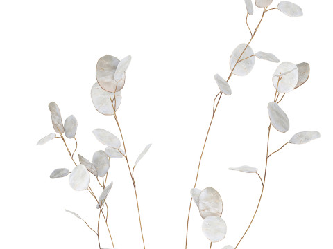 Dried Flowers From Branches Lunnik Lunaria in a vase 529 3D Модель
