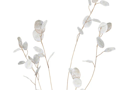 Dried Flowers From Branches Lunnik Lunaria in a vase 529 3D Model