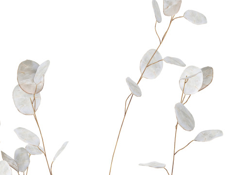 Dried Flowers From Branches Lunnik Lunaria in a vase 529 3D Модель