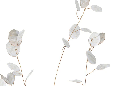 Dried Flowers From Branches Lunnik Lunaria in a vase 529 3D Model