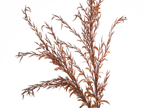 Bouquet Of Dried Flowers Red Branches Of Solidago 531 3D 모델