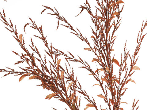 Bouquet Of Dried Flowers Red Branches Of Solidago 531 3D 모델