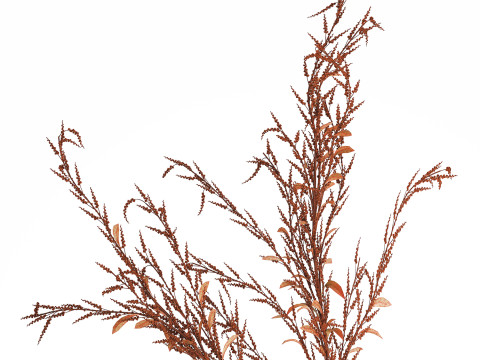 Bouquet Of Dried Flowers Red Branches Of Solidago 531 3D 모델