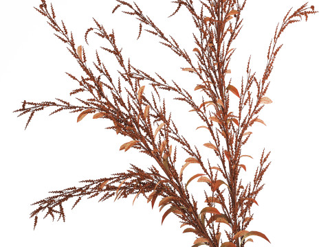 Bouquet Of Dried Flowers Red Branches Of Solidago 531 3D 모델