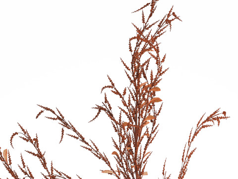 Bouquet Of Dried Flowers Red Branches Of Solidago 531 3D 모델