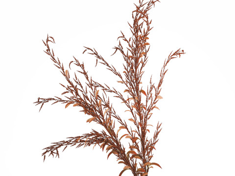 Bouquet Of Dried Flowers Red Branches Of Solidago 531 3D 모델