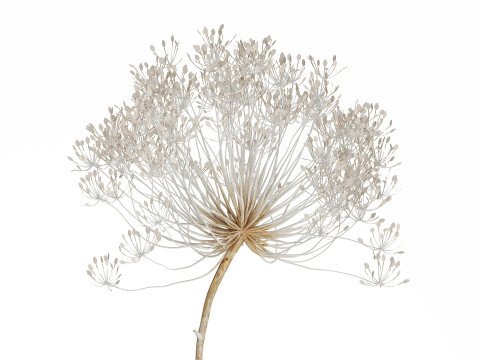 Bouquet Dried White Branches Heracleum Hogweed 532 3D 모델