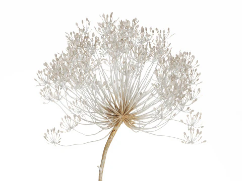 Bouquet Dried White Branches Heracleum Hogweed 532 3D Model