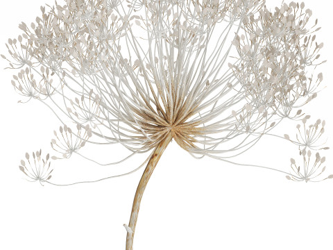 Bouquet Dried White Branches Heracleum Hogweed 532 3D 모델