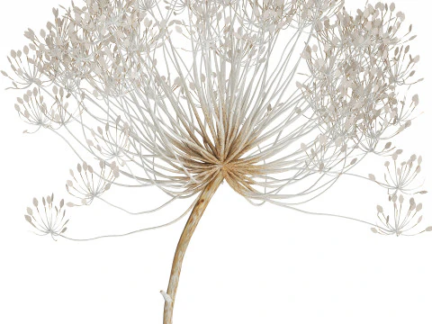 Bouquet Dried White Branches Heracleum Hogweed 532 3D Model