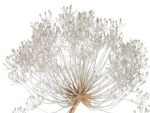 Bouquet Dried White Branches Heracleum Hogweed 532 3D Model