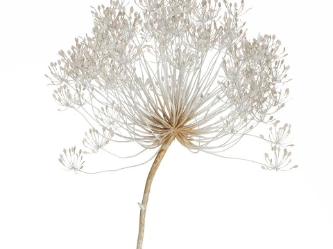 Bouquet Dried White Branches Heracleum Hogweed 532 3D Model