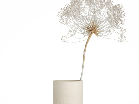 Bouquet Dried White Branches Heracleum Hogweed 532 3D 모델