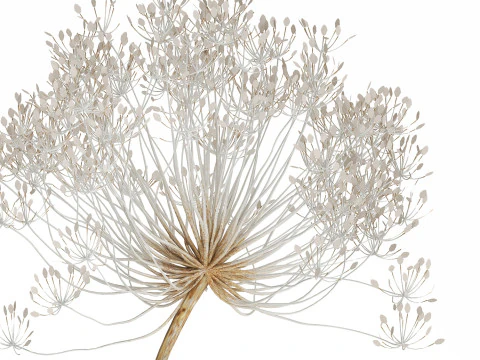 Bouquet Dried White Branches Heracleum Hogweed 532 3D Model
