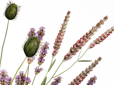 Bouquet Di Fiori Selvatici Di Lavanda Papavero Pampa 534 Modello 3D