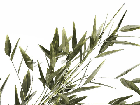 Green Floral Bouquet Of Bamboo Bush Branches 535 3D Model
