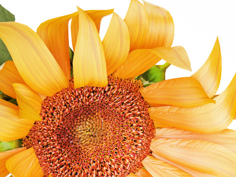 Yellow Flower Bouquet Of Sunflower In Ceramic Vase 537 3D Model