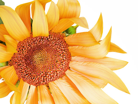 Yellow Flower Bouquet Of Sunflower In Ceramic Vase 537 3D Model