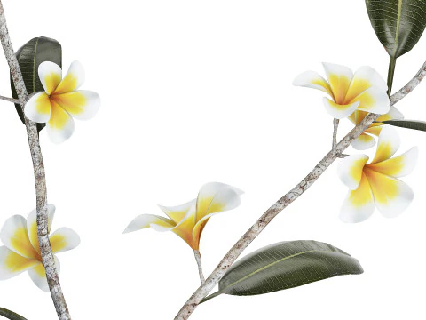 Exotic bouquet of branches Plumeria frangipani in a vase 538 3D Model