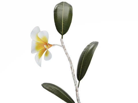 Exotic bouquet of branches Plumeria frangipani in a vase 538 3D Модель