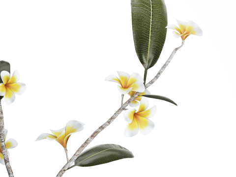 Exotic bouquet of branches Plumeria frangipani in a vase 538 3D Модель