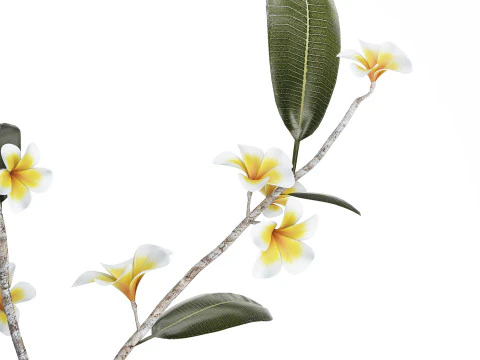 Exotic bouquet of branches Plumeria frangipani in a vase 538 3D Model