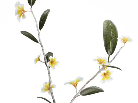 Exotic bouquet of branches Plumeria frangipani in a vase 538 3D Model