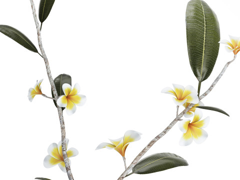 Exotic bouquet of branches Plumeria frangipani in a vase 538 3D Модель