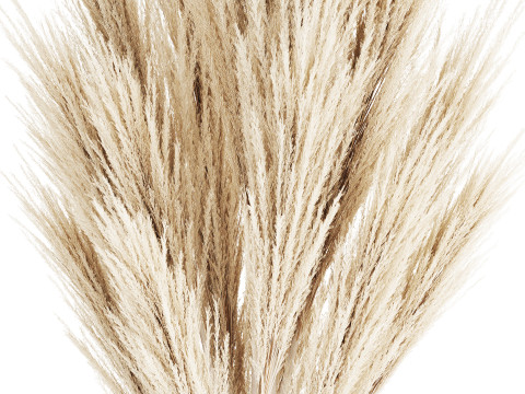 Bouquet Dried Flowers Branches Cortaderia Pampas 539 Modèle 3D
