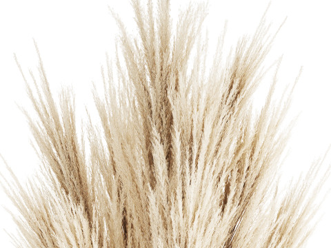 Bouquet Dried Flowers Branches Cortaderia Pampas 539 Modèle 3D