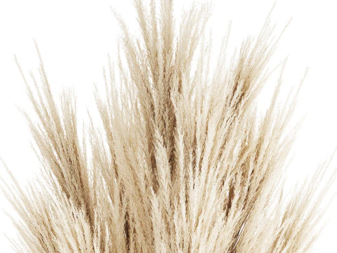 Bouquet Dried Flowers Branches Cortaderia Pampas 539 3D Model