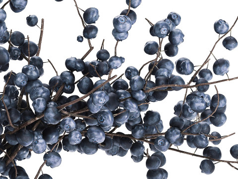 Flower Bouquet Branches Blueberries Blueberry 540 Modelo 3D