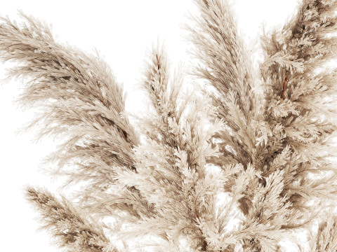 Bouquet Dried Flowers Branches Cortaderia Pampas 542 Modelo 3D