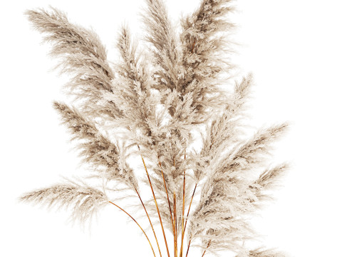 Bouquet Dried Flowers Branches Cortaderia Pampas 542 Modelo 3D