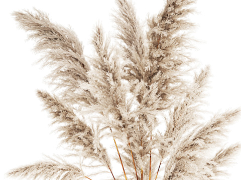 Bouquet Dried Flowers Branches Cortaderia Pampas 542 Modelo 3D