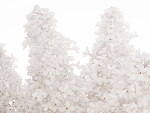 White flower bouquet of lilac branches in a vase 543 3D Model