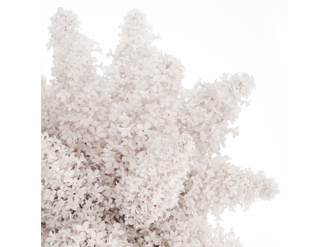 White flower bouquet of lilac branches in a vase 543 3D Model