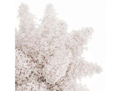 White flower bouquet of lilac branches in a vase 543 3D Model