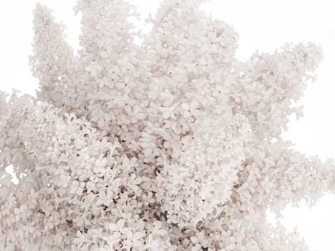 White flower bouquet of lilac branches in a vase 543 3D Model