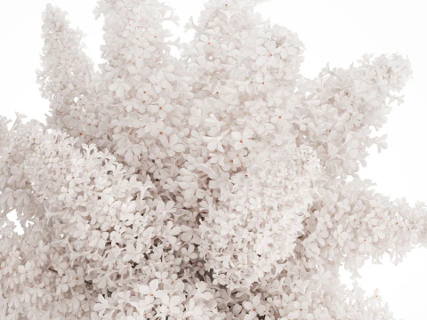 White flower bouquet of lilac branches in a vase 543 3D Model
