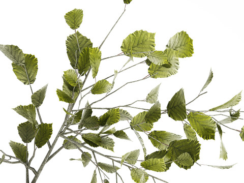 Green Floral Bouquet Of Branches With Leaves Vase 545 Modello 3D