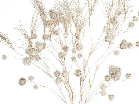 Bouquet of dried flowers from white branches of thistle 546 3D Model