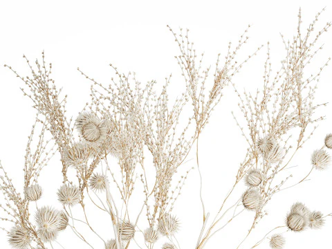 Bouquet of dried flowers from white branches of thistle 546 3D Model