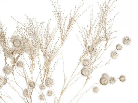 Bouquet of dried flowers from white branches of thistle 546 3D Model