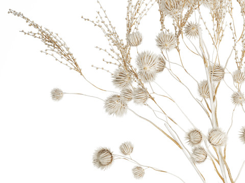 Bouquet of dried flowers from white branches of thistle 546 3D Model