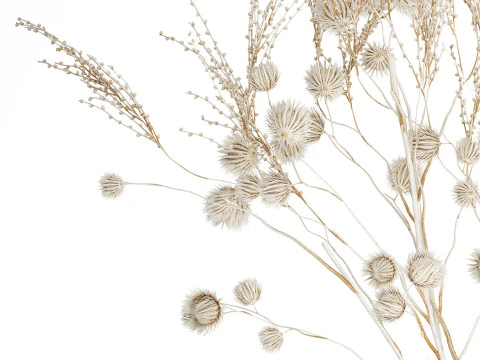 Bouquet of dried flowers from white branches of thistle 546 3D Model