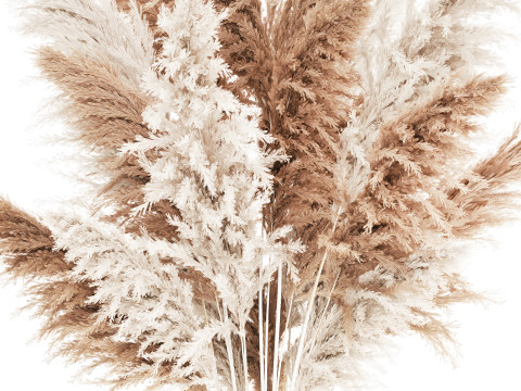 White Bouquet Dried Flowers With Branches Pampas 547 3D Model