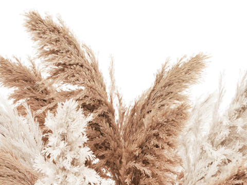 White Bouquet Dried Flowers With Branches Pampas 547 3D Model