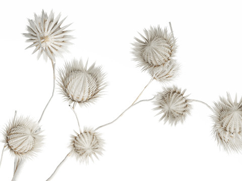 Bouquet Dried Flowers From White Branches Thistle 549 Modelo 3D
